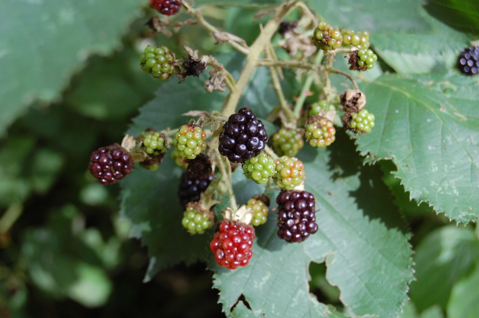 Nikon D40 sample photo. Blackberries, fruit, red fruits photography