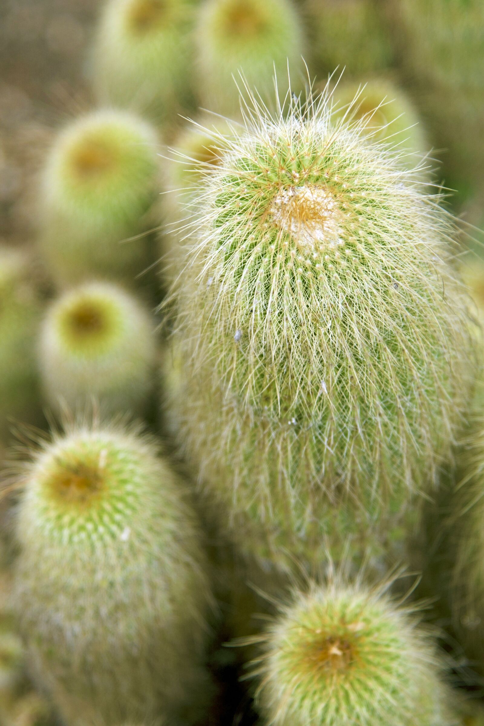 Nikon D750 sample photo. Cactus, cacti, green photography