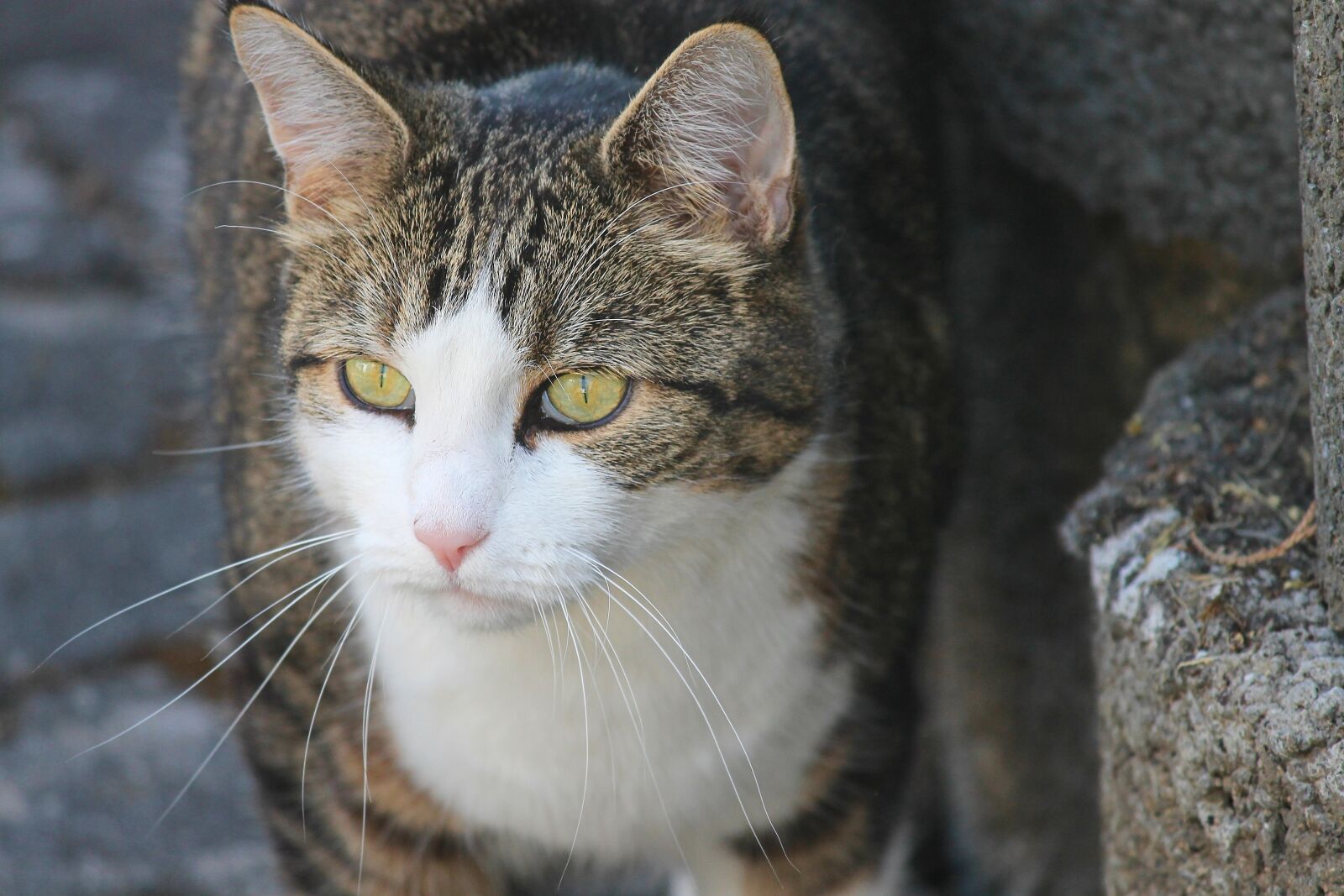 Canon EOS 1100D (EOS Rebel T3 / EOS Kiss X50) sample photo. Cat, domestic cat, green photography