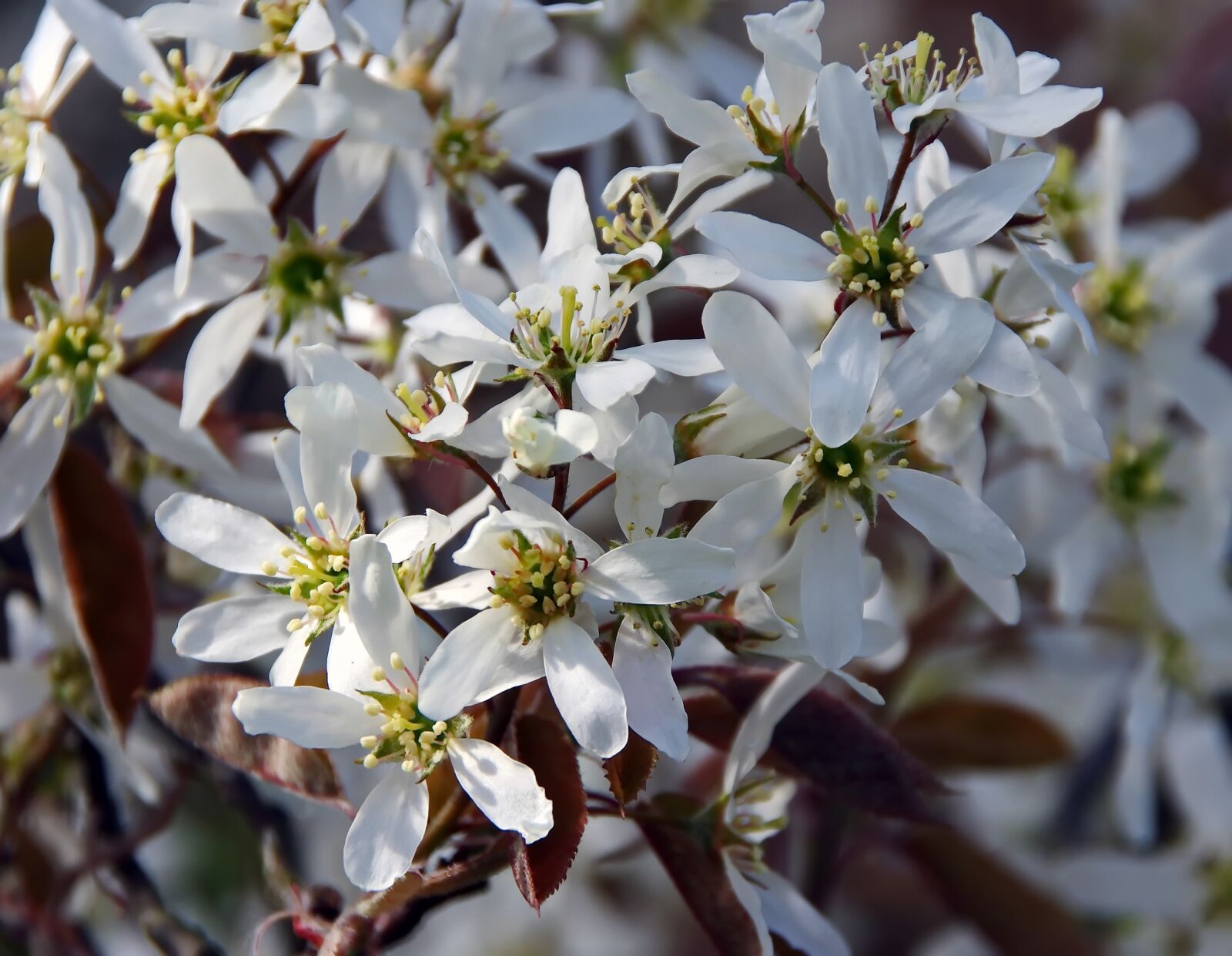 Pentax K-5 sample photo. Amelanchier, white flowers, spring photography