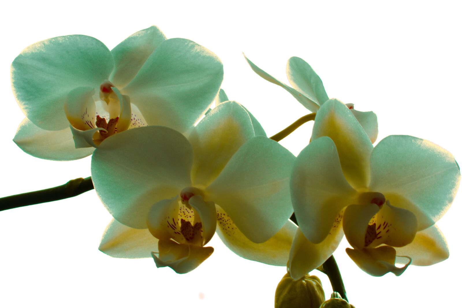 Sony SLT-A65 (SLT-A65V) sample photo. Fleur, flower, orchidees, orchids photography