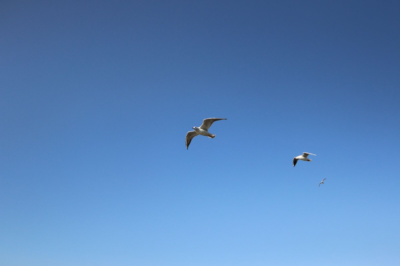 Canon EOS 70D sample photo. Seagull, background, blue sky photography