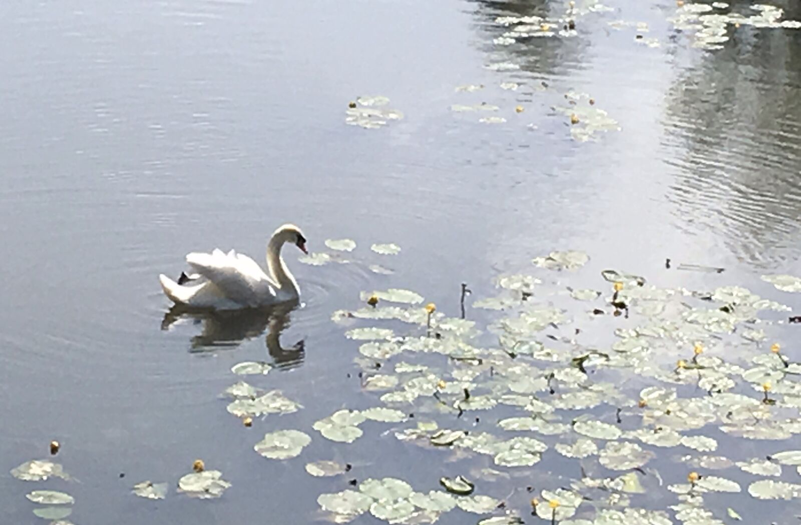 Apple iPad Pro sample photo. Swan, reflections, water lilies photography