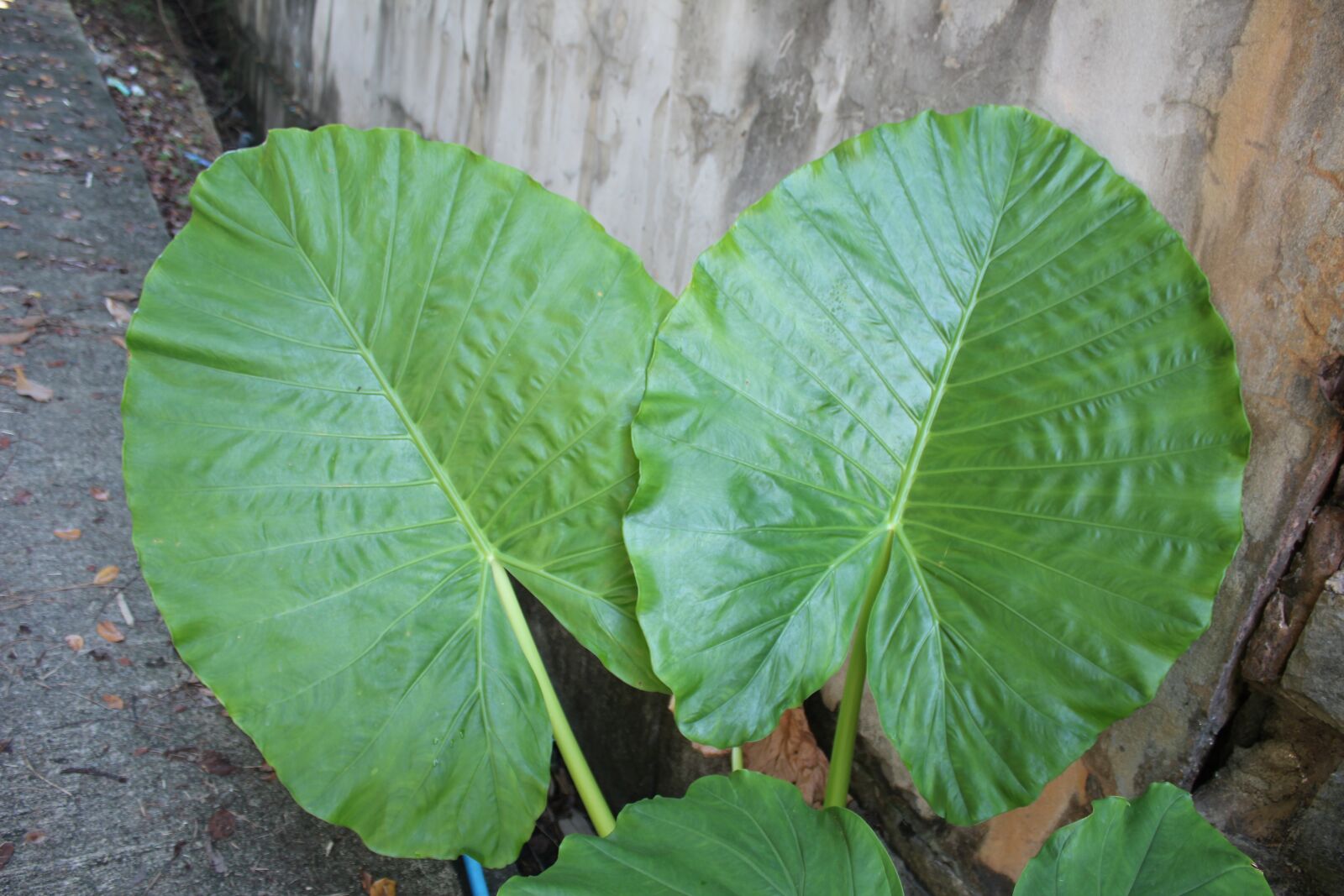 Canon EOS 600D (Rebel EOS T3i / EOS Kiss X5) sample photo. Leaves, large, green photography