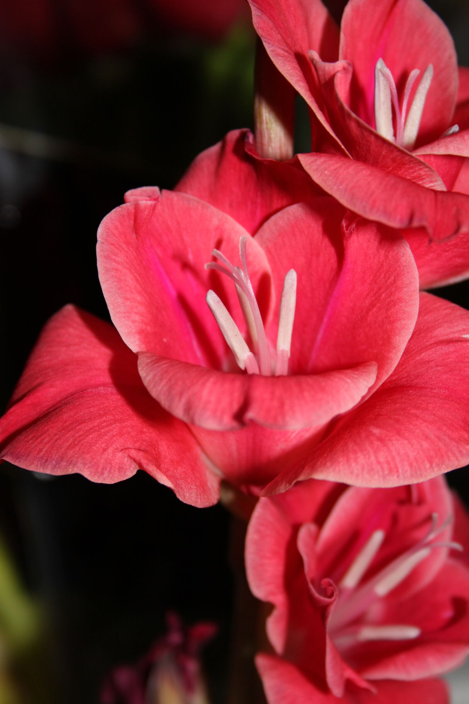 Canon EOS 500D (EOS Rebel T1i / EOS Kiss X3) sample photo. Flower, nature, pink photography
