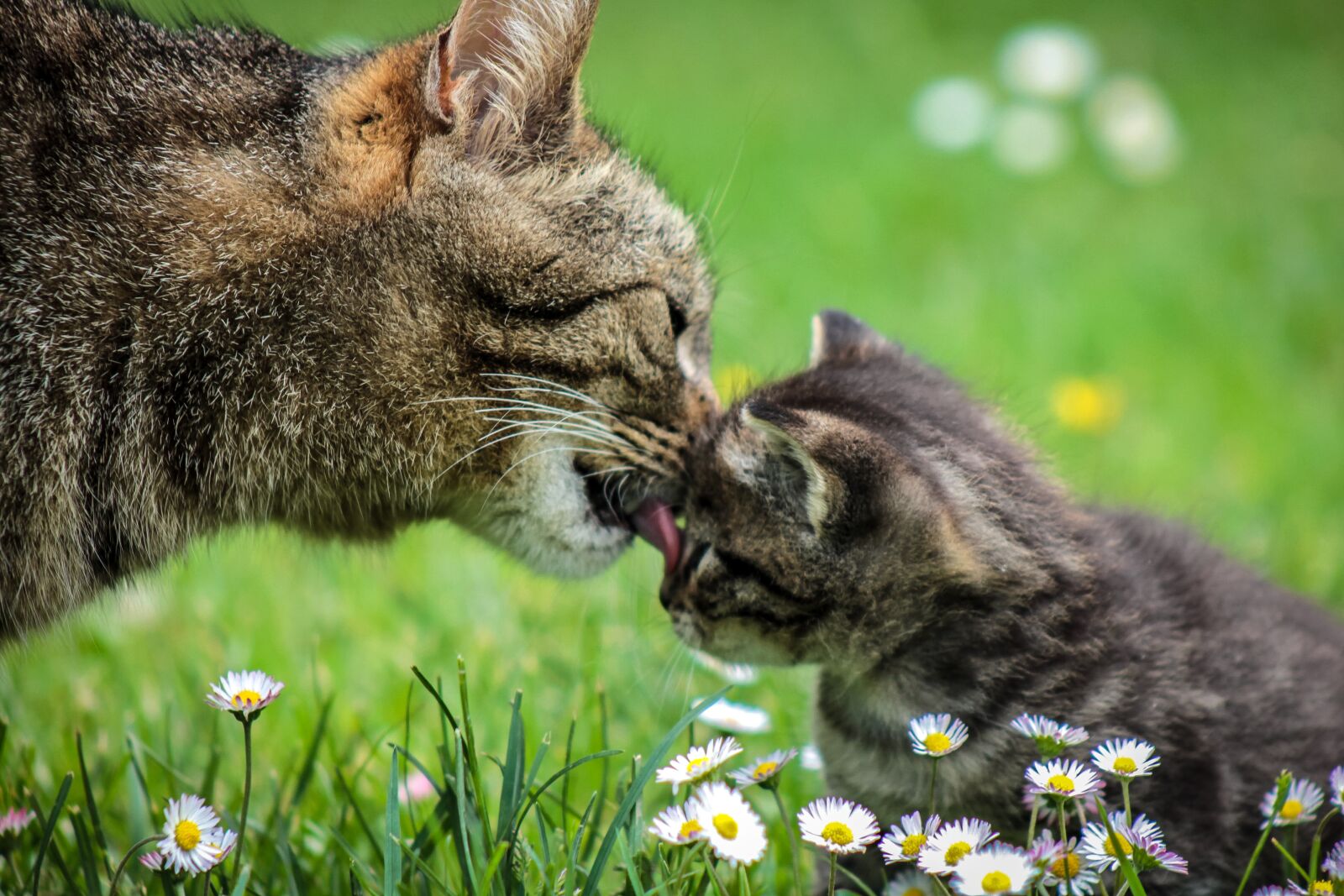 Canon EOS 1100D (EOS Rebel T3 / EOS Kiss X50) sample photo. Cat, kitten, domestic cat photography