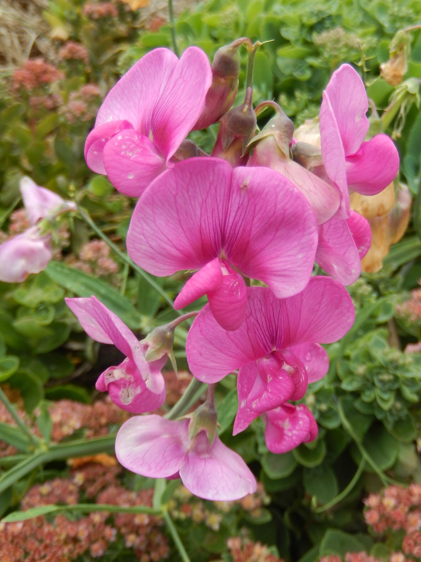 Nikon Coolpix S9500 sample photo. Flowers, nature, wild flowers photography