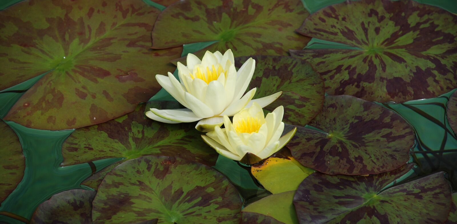 Nikon D80 sample photo. Water lily, water rose photography