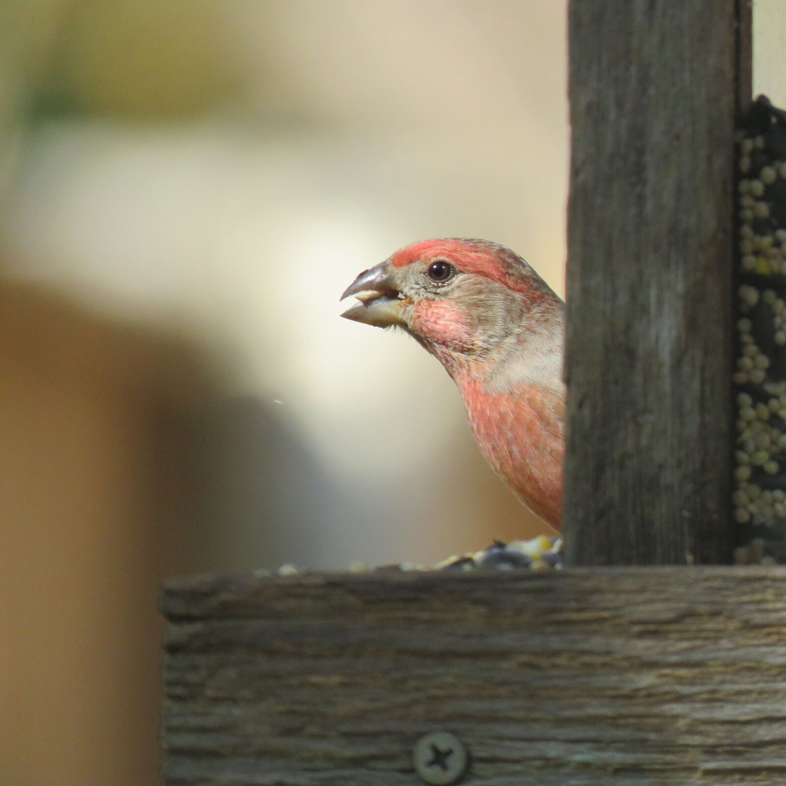 Canon PowerShot SX60 HS sample photo. Bird, colorful, wildlife photography