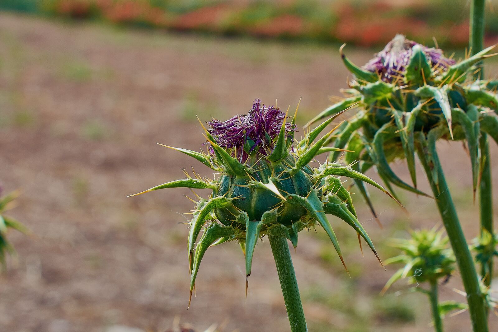 Nikon D7200 sample photo. Thistle, thorns, thorny photography
