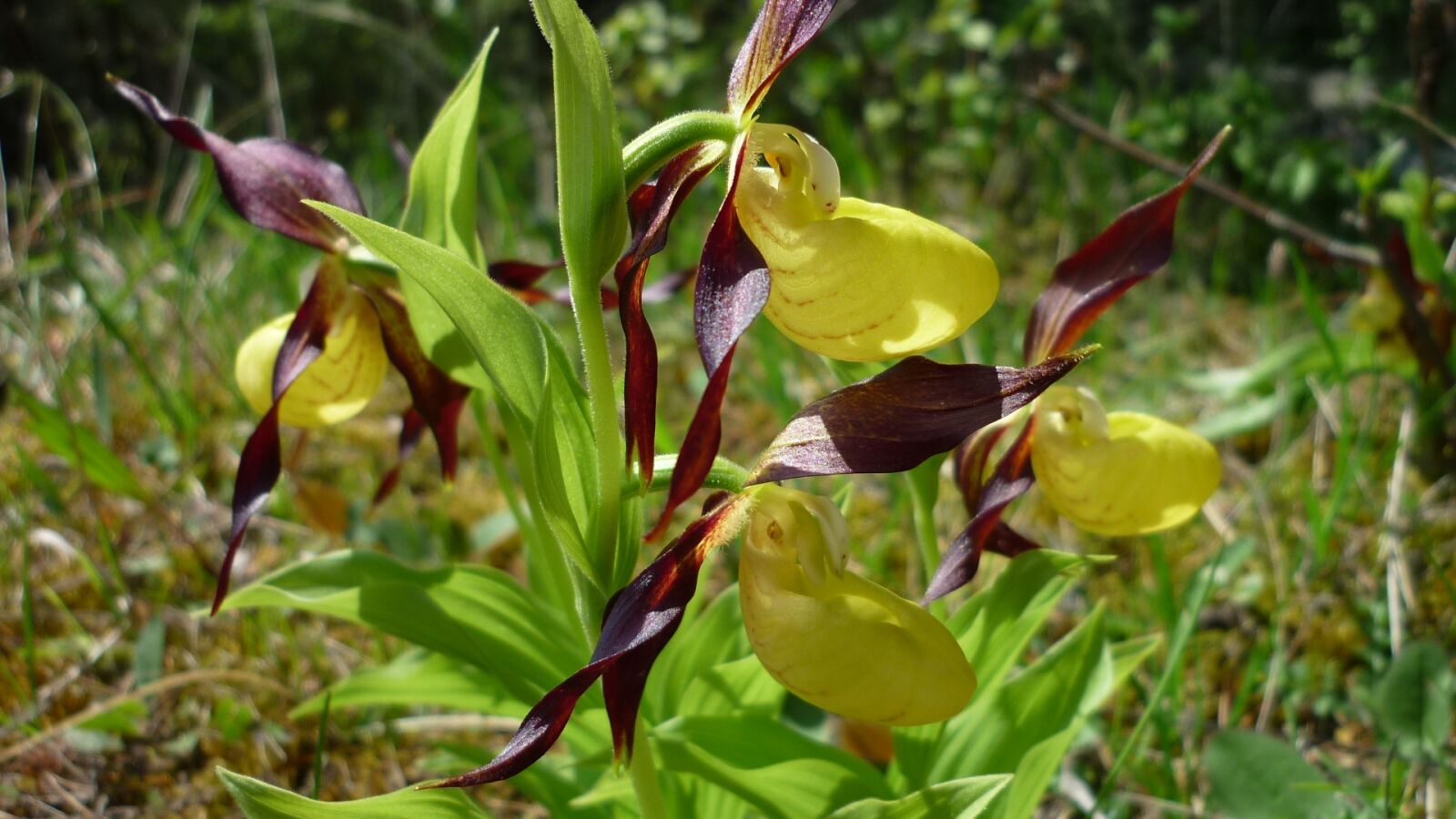 Panasonic Lumix DMC-FS6 sample photo. Frauenschuh, orchideenblüte, yellow photography