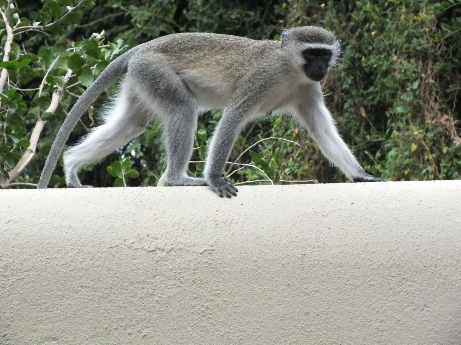 Fujifilm FinePix HS30EXR sample photo. Monkey, primate, wildlife photography