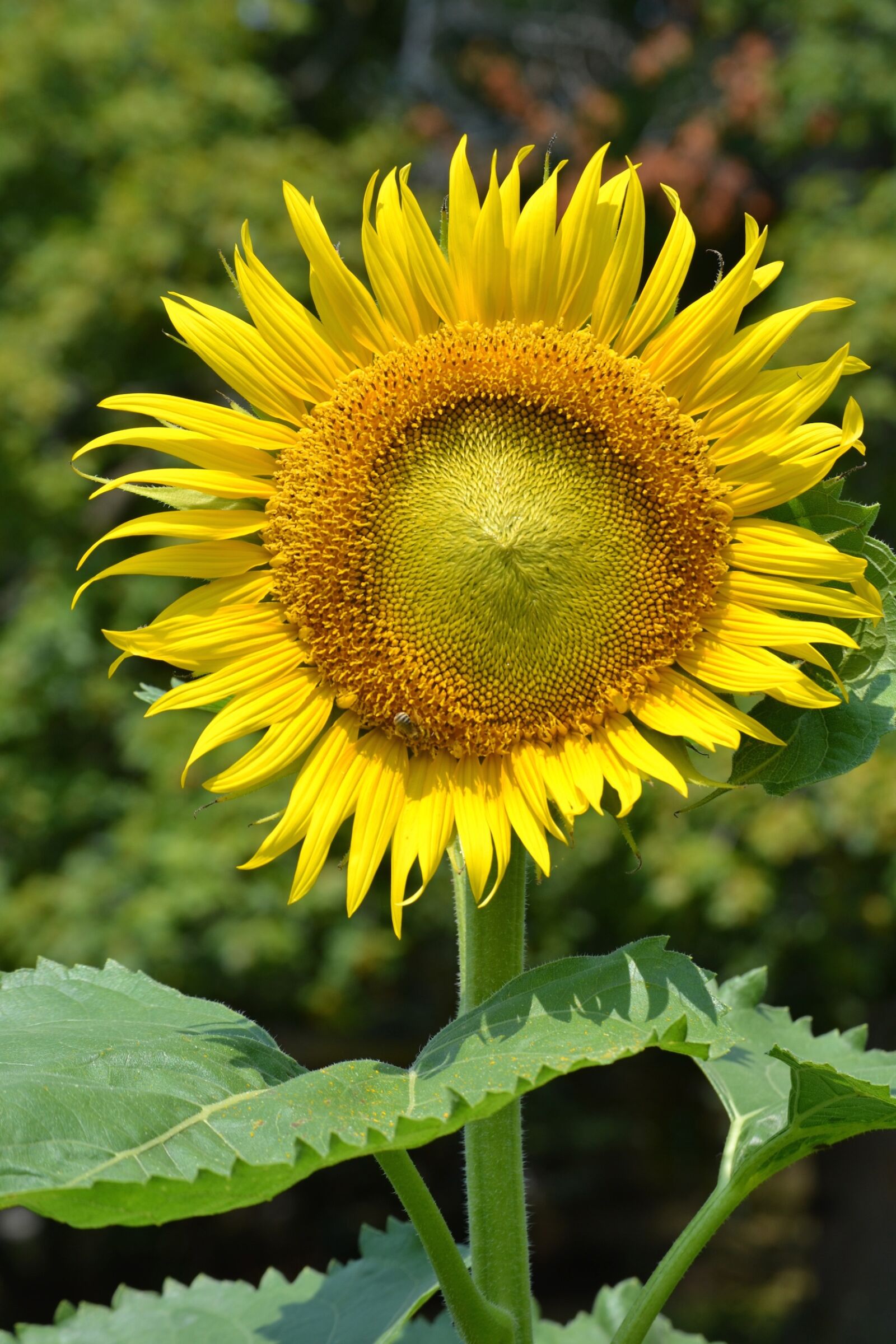 Nikon D3100 sample photo. Sunflower, sun, flowers photography