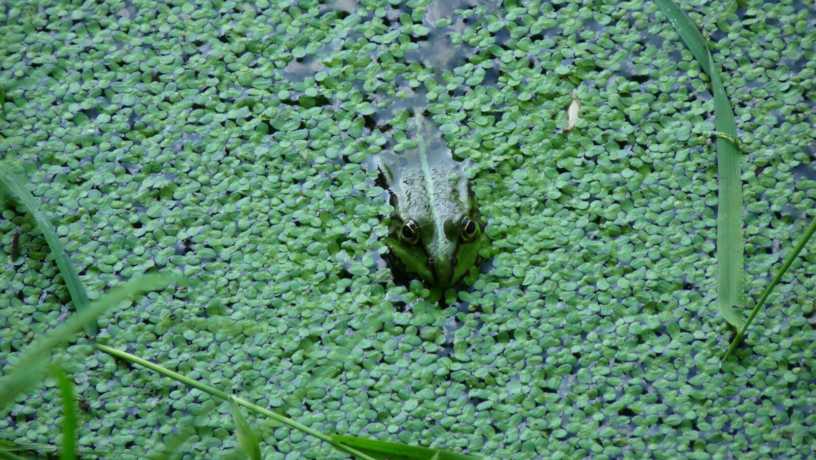 Panasonic Lumix DMC-FZ28 sample photo. Frog, green, pond photography