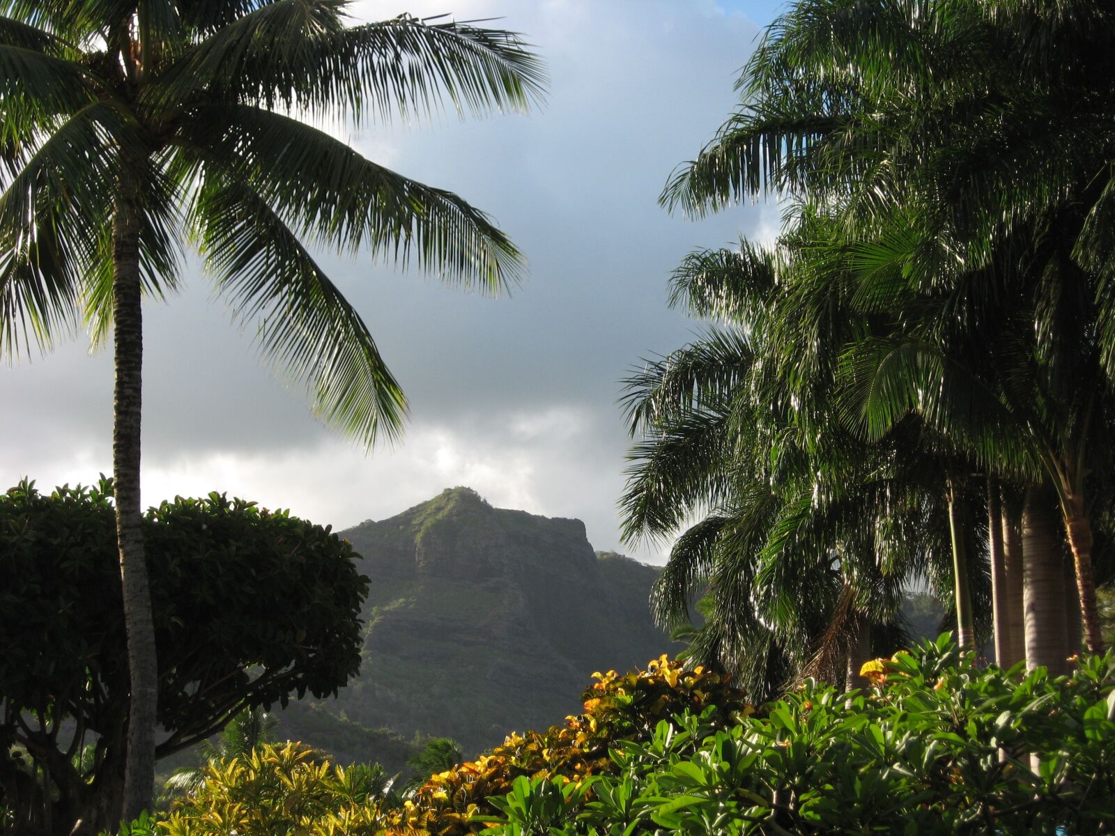 Canon POWERSHOT A550 sample photo. Palm trees, palms, hawaii photography