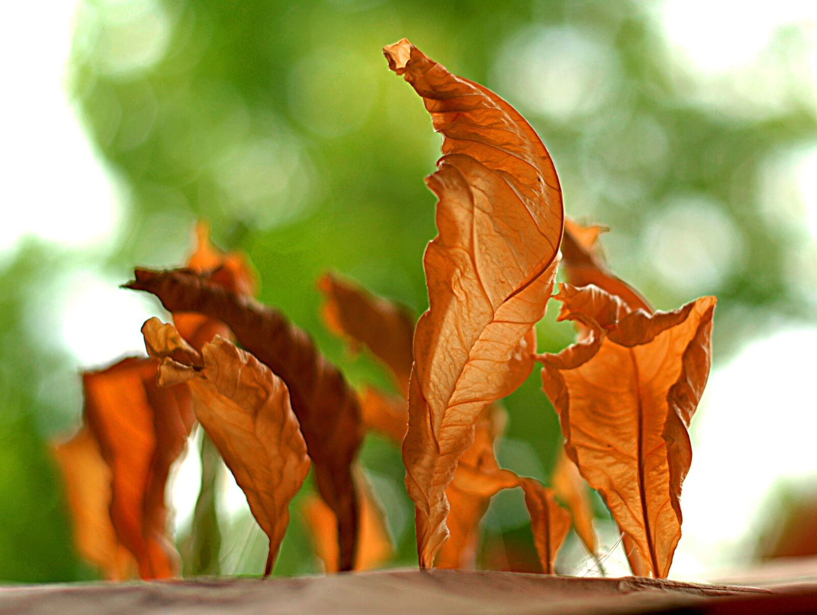 Nikon D200 sample photo. Foliage, decorative, dry leaves photography