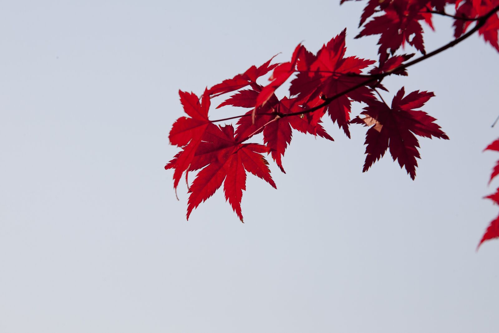 Canon EOS 5D sample photo. Autumn leaves, autumn, red photography
