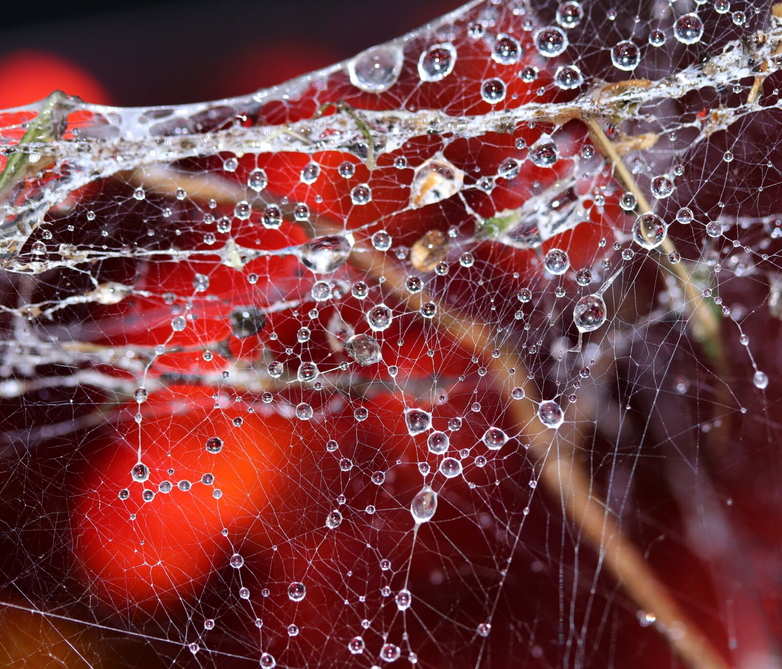 Canon EOS 800D (EOS Rebel T7i / EOS Kiss X9i) + Canon EF-S 60mm F2.8 Macro USM sample photo. Cobwebs, water drops, red photography