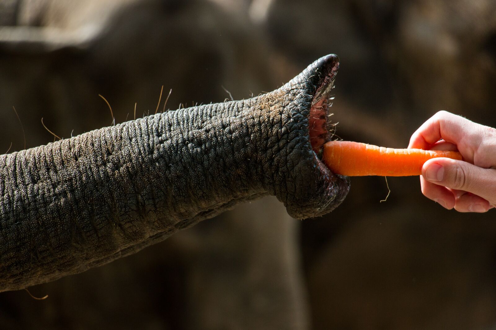 Canon EOS 70D sample photo. Nature, elephant, proboscis photography