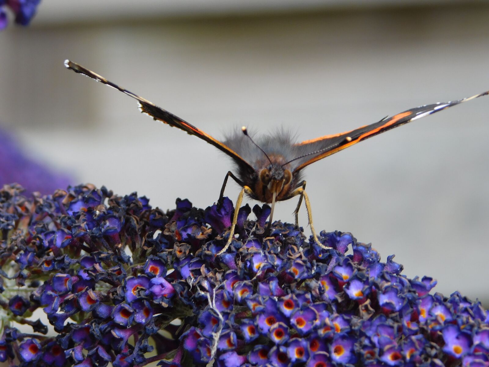 Nikon Coolpix L840 sample photo. Butterfly, flower, flowers photography