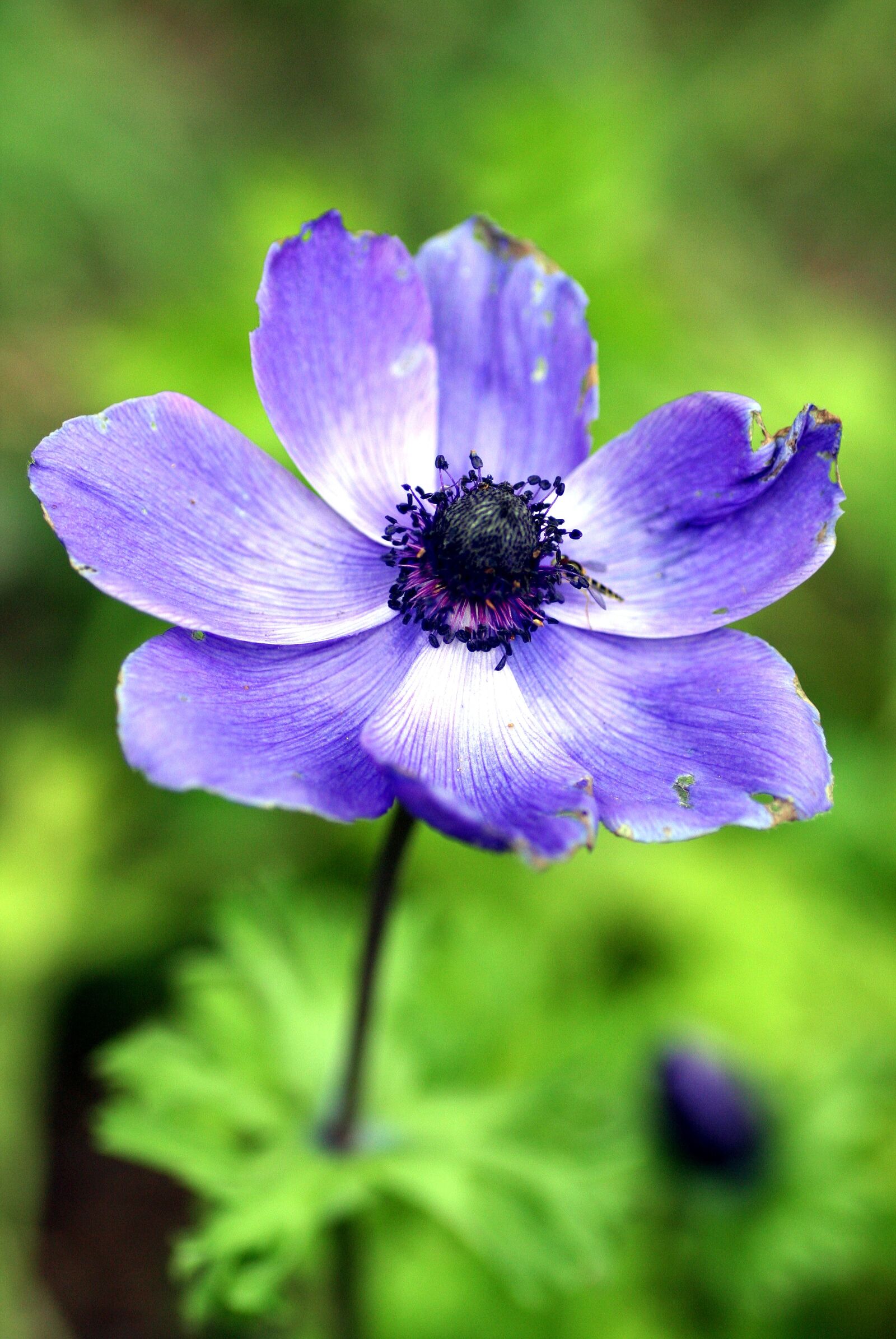 Canon EOS 350D (EOS Digital Rebel XT / EOS Kiss Digital N) sample photo. Flower, purple, garden photography
