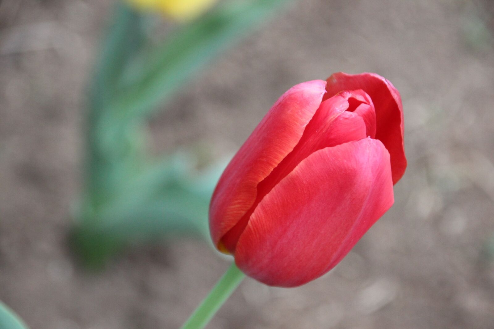 Canon EOS 600D (Rebel EOS T3i / EOS Kiss X5) sample photo. Tulip, flower, red photography