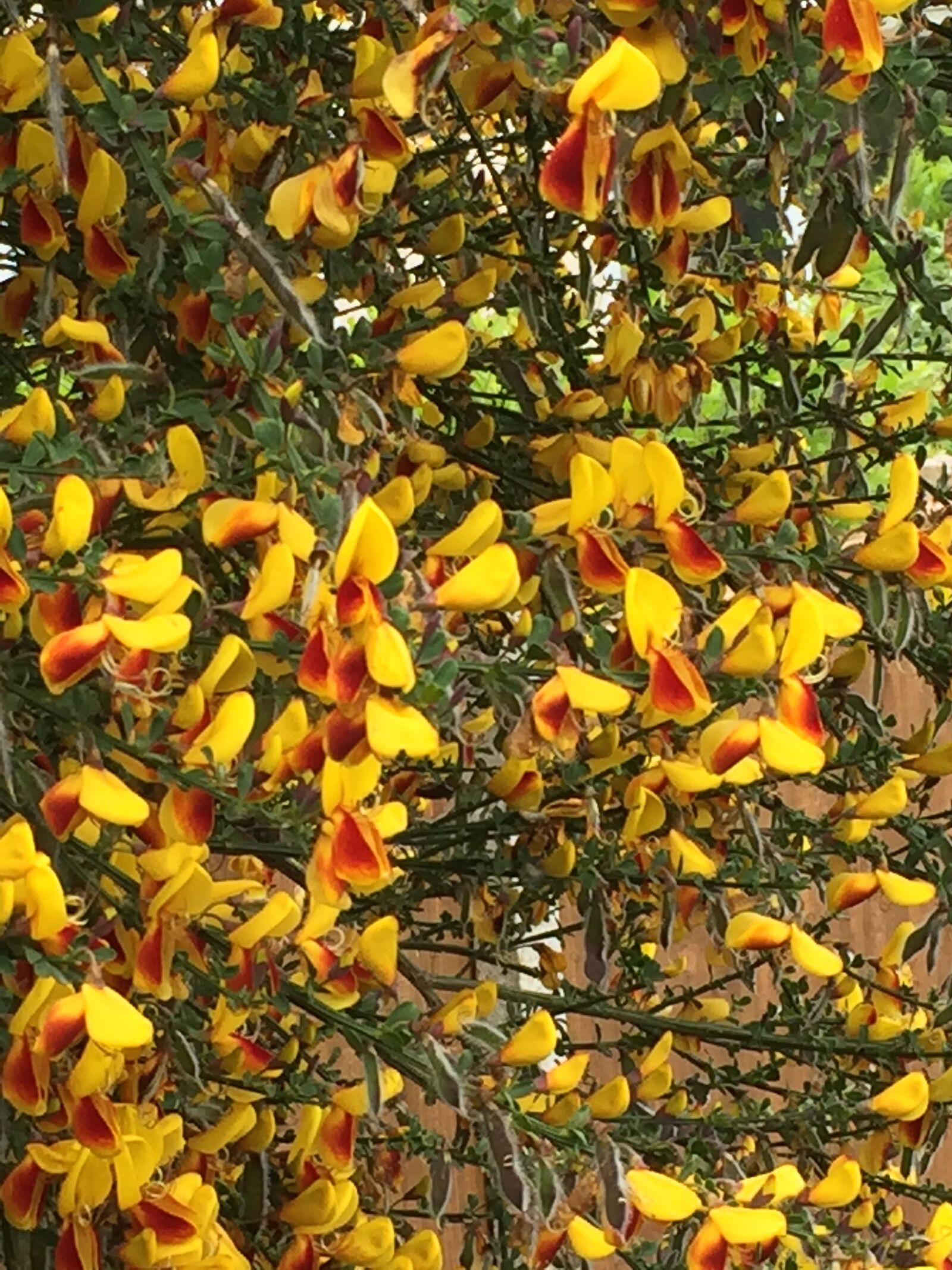 Apple iPhone 6 sample photo. Yellow, broom, nature photography