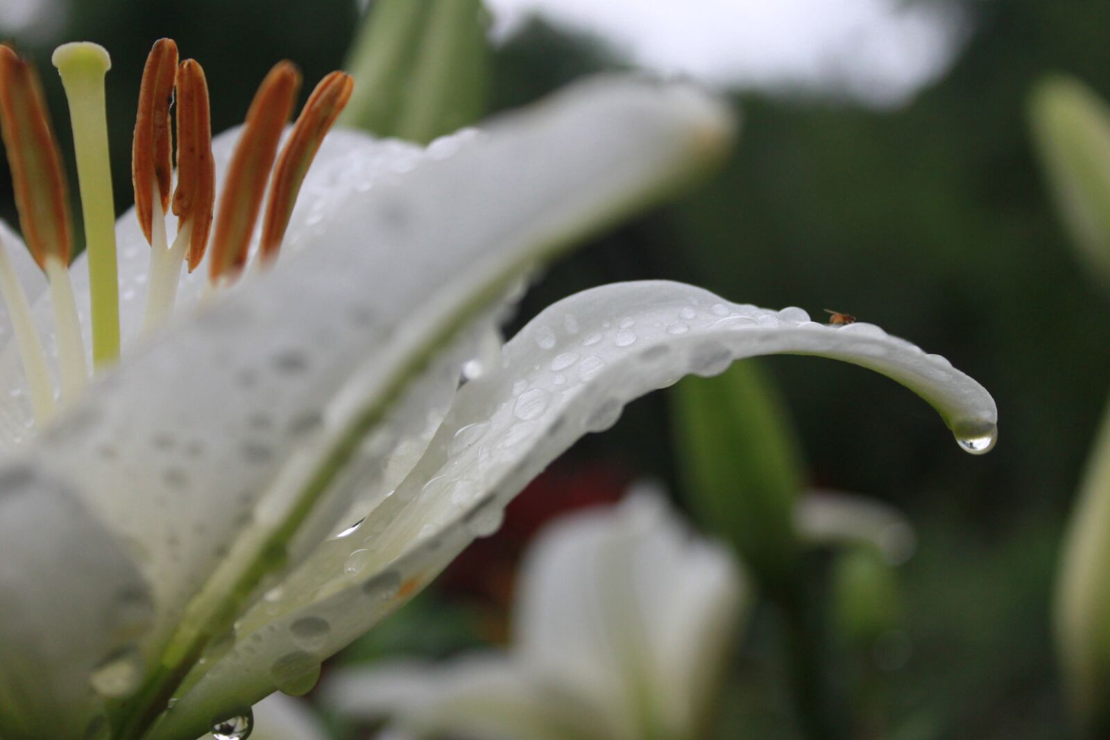 Canon EOS 500D (EOS Rebel T1i / EOS Kiss X3) sample photo. Lily, flowers, plants photography
