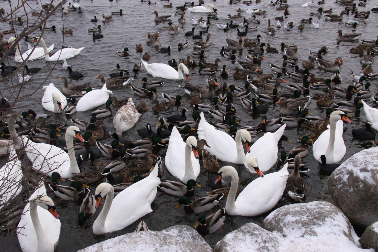 Canon EOS 50D sample photo. Wild birds, ducks, swans photography
