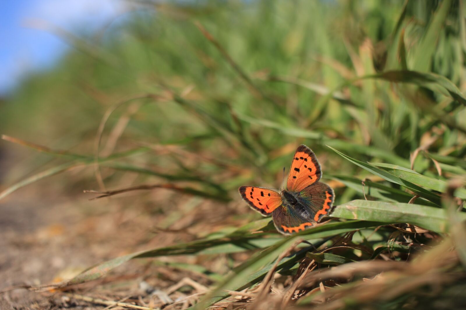 Canon EOS 600D (Rebel EOS T3i / EOS Kiss X5) + Canon EF-S 24mm F2.8 STM sample photo. Butterfly, close up, nature photography