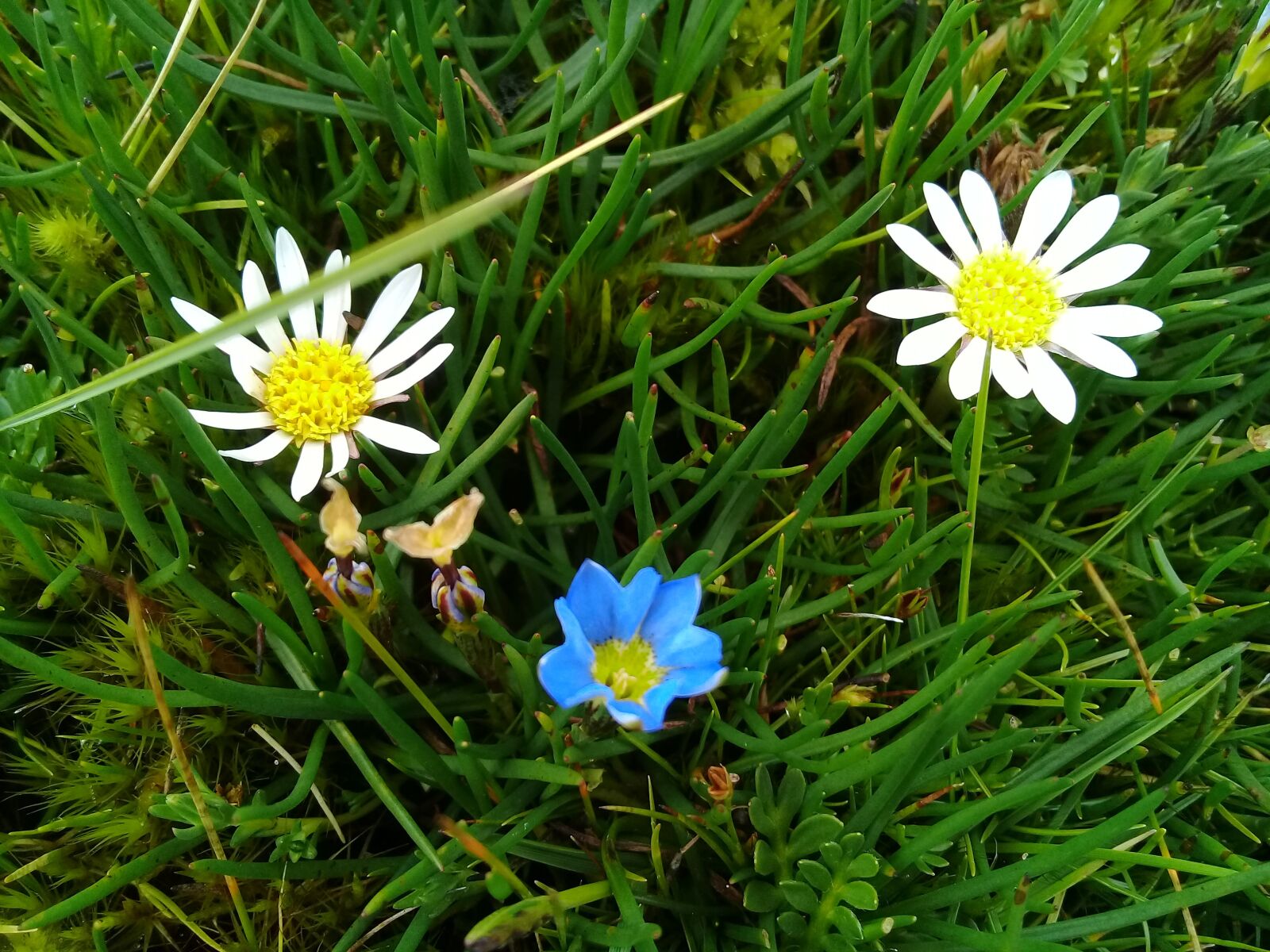 Samsung Galaxy J2 Prime sample photo. Flores, campo, ecuador photography