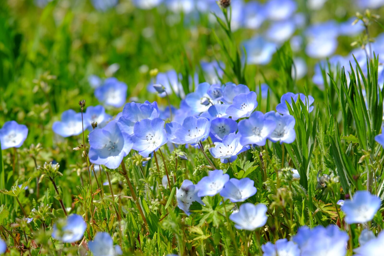 Fujifilm XF 55-200mm F3.5-4.8 R LM OIS sample photo. Flowers, grasses, green photography