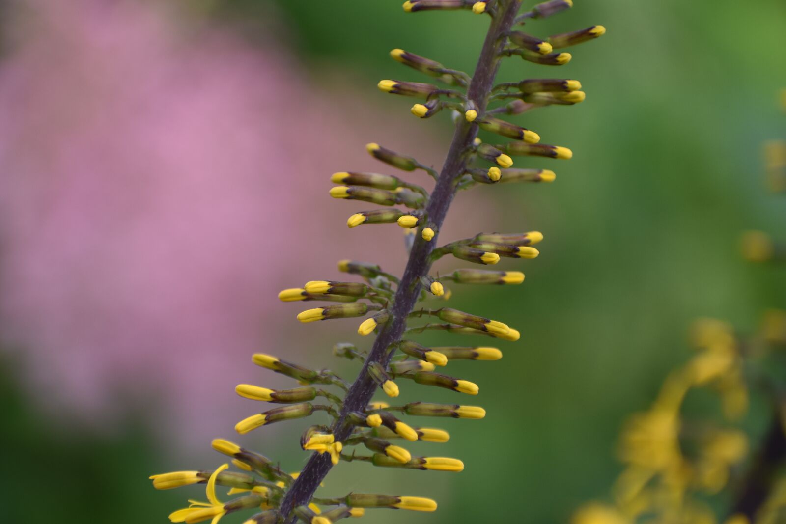 Nikon D3400 sample photo. Flower, dissolved, the buds photography