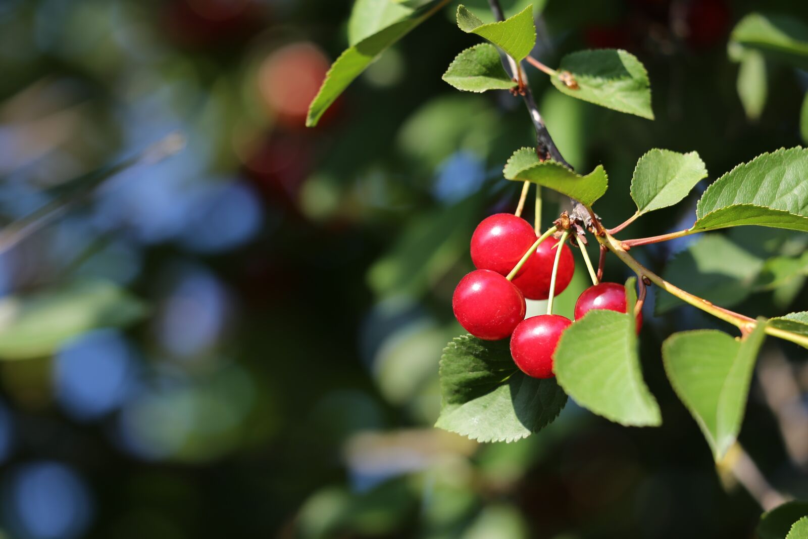 Canon EOS 6D sample photo. Red cherry, fruit, food photography