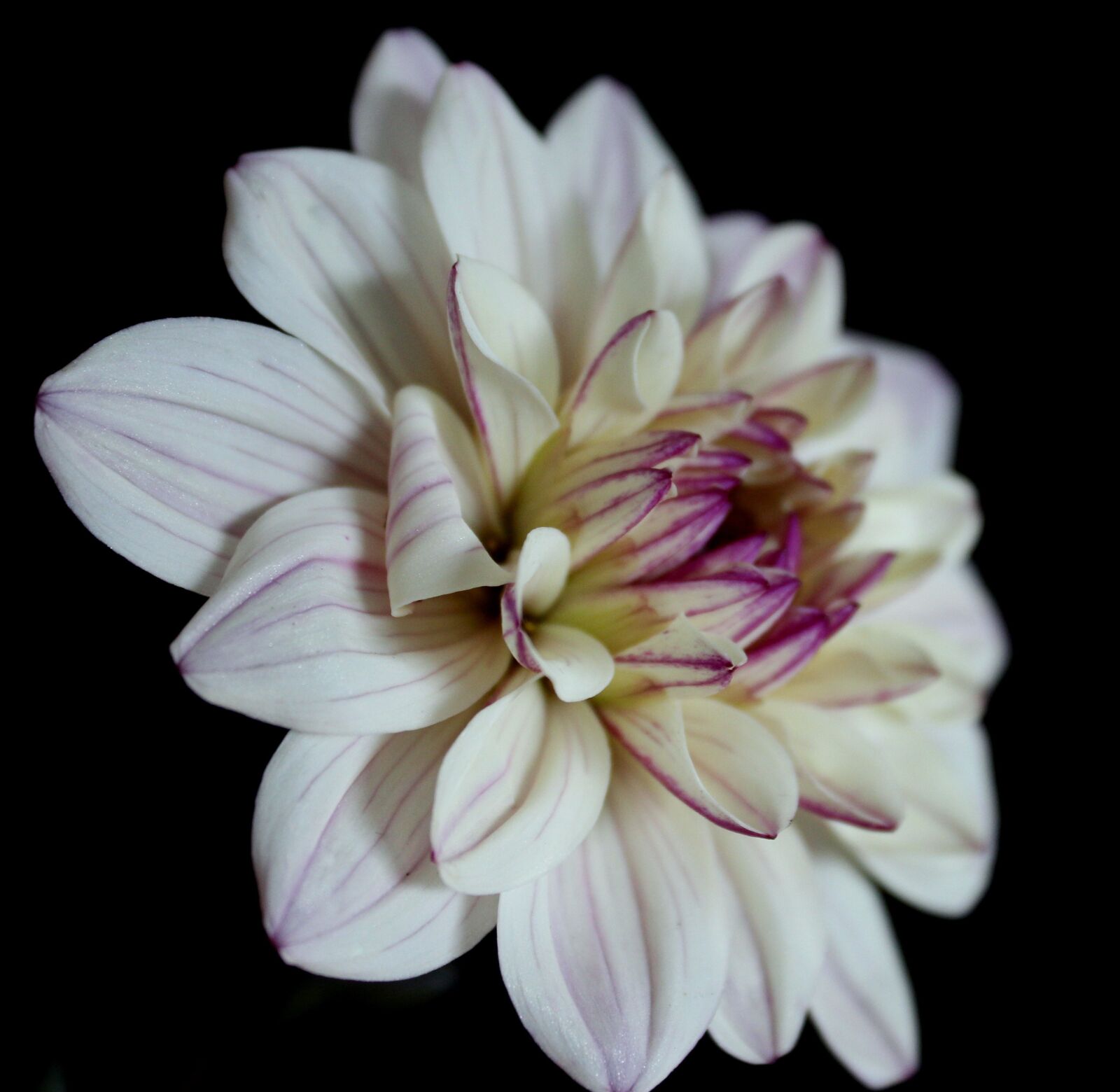 Canon EOS 1300D (EOS Rebel T6 / EOS Kiss X80) sample photo. Dahlia white, dahlia, flower photography