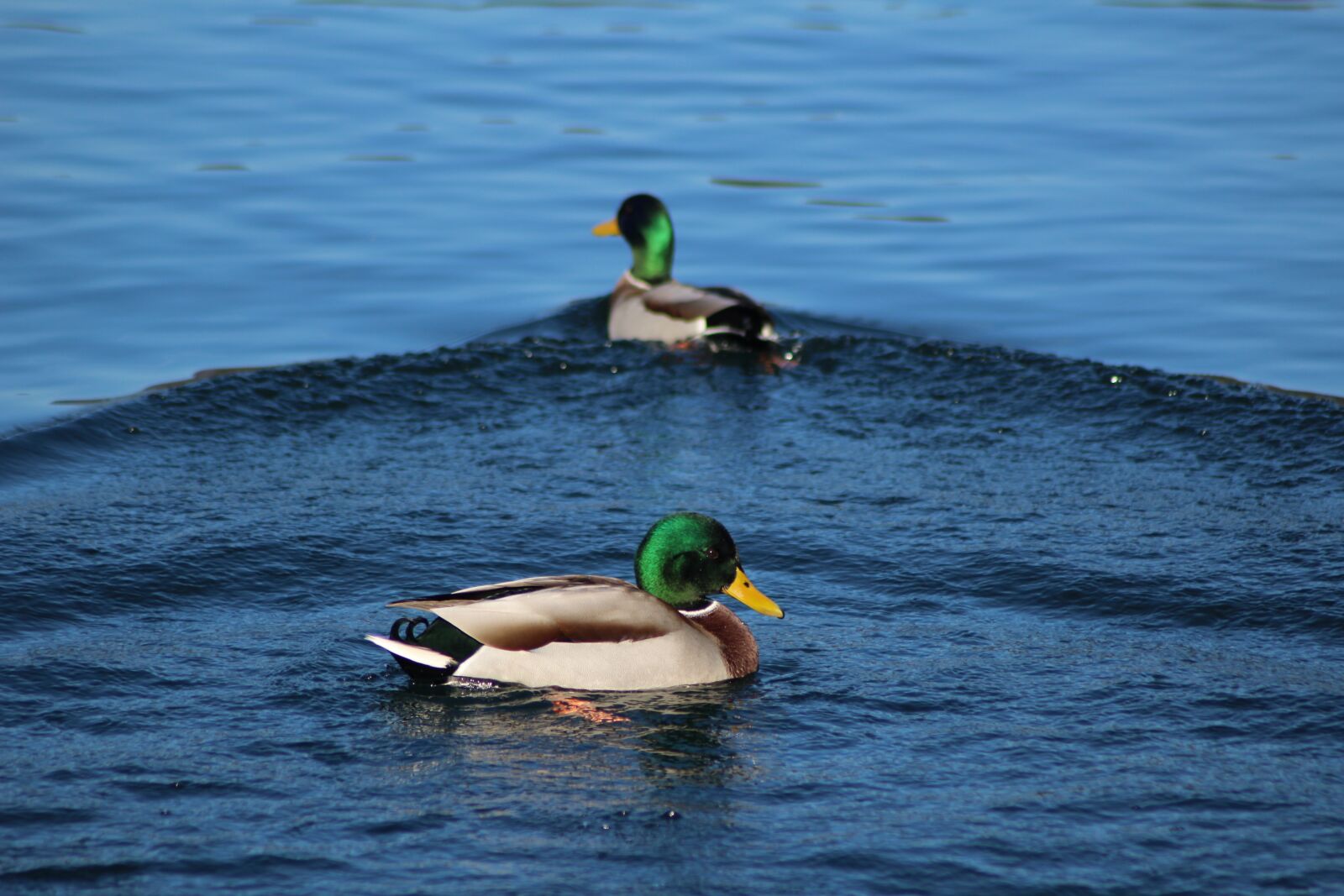 Canon EOS 1200D (EOS Rebel T5 / EOS Kiss X70 / EOS Hi) sample photo. Duck, wild, bird photography