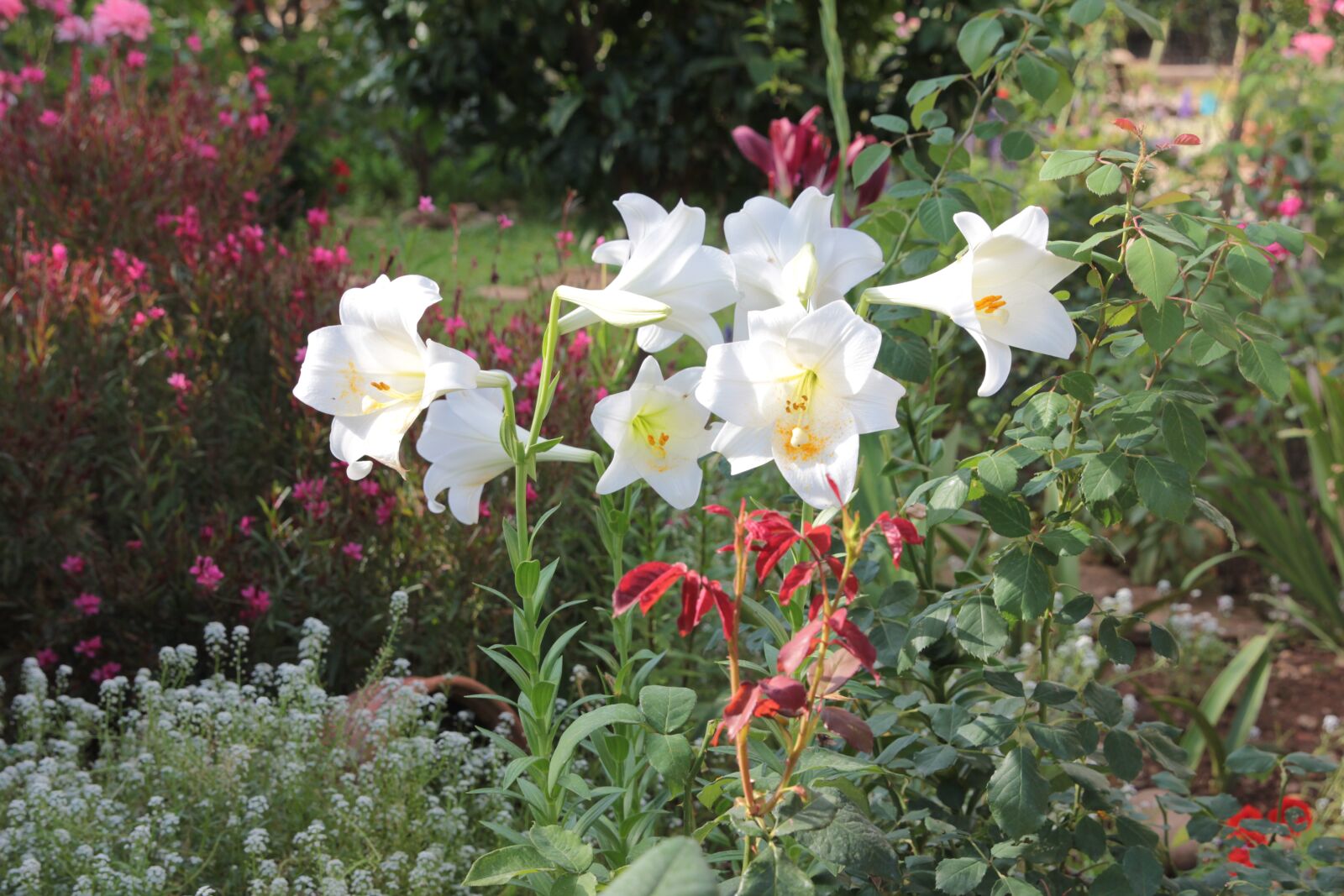 Canon EOS 550D (EOS Rebel T2i / EOS Kiss X4) sample photo. Lily, lilies, plant photography