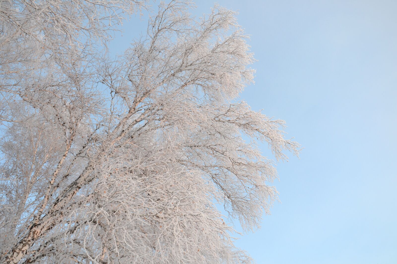 Nikon D3100 sample photo. Birch, winter, leann photography