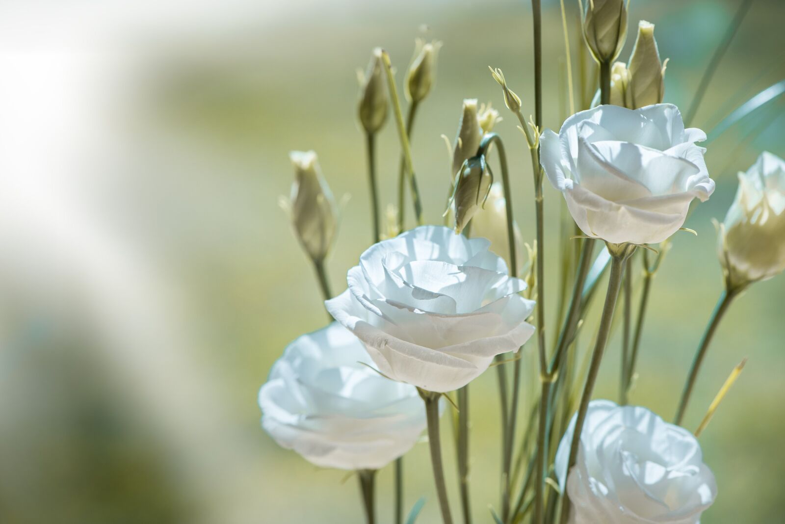 Nikon D750 sample photo. Lisianthus, flower, blossom photography