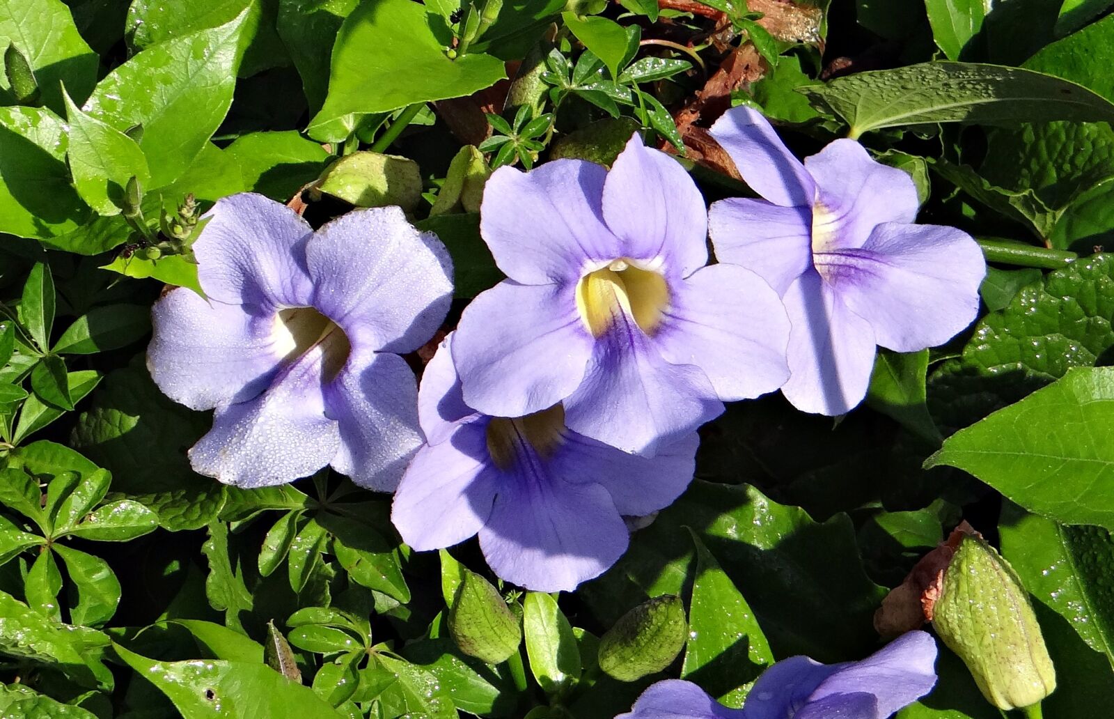 Sony DSC-HX200V sample photo. Thunbergia grandiflora, bengal clock photography
