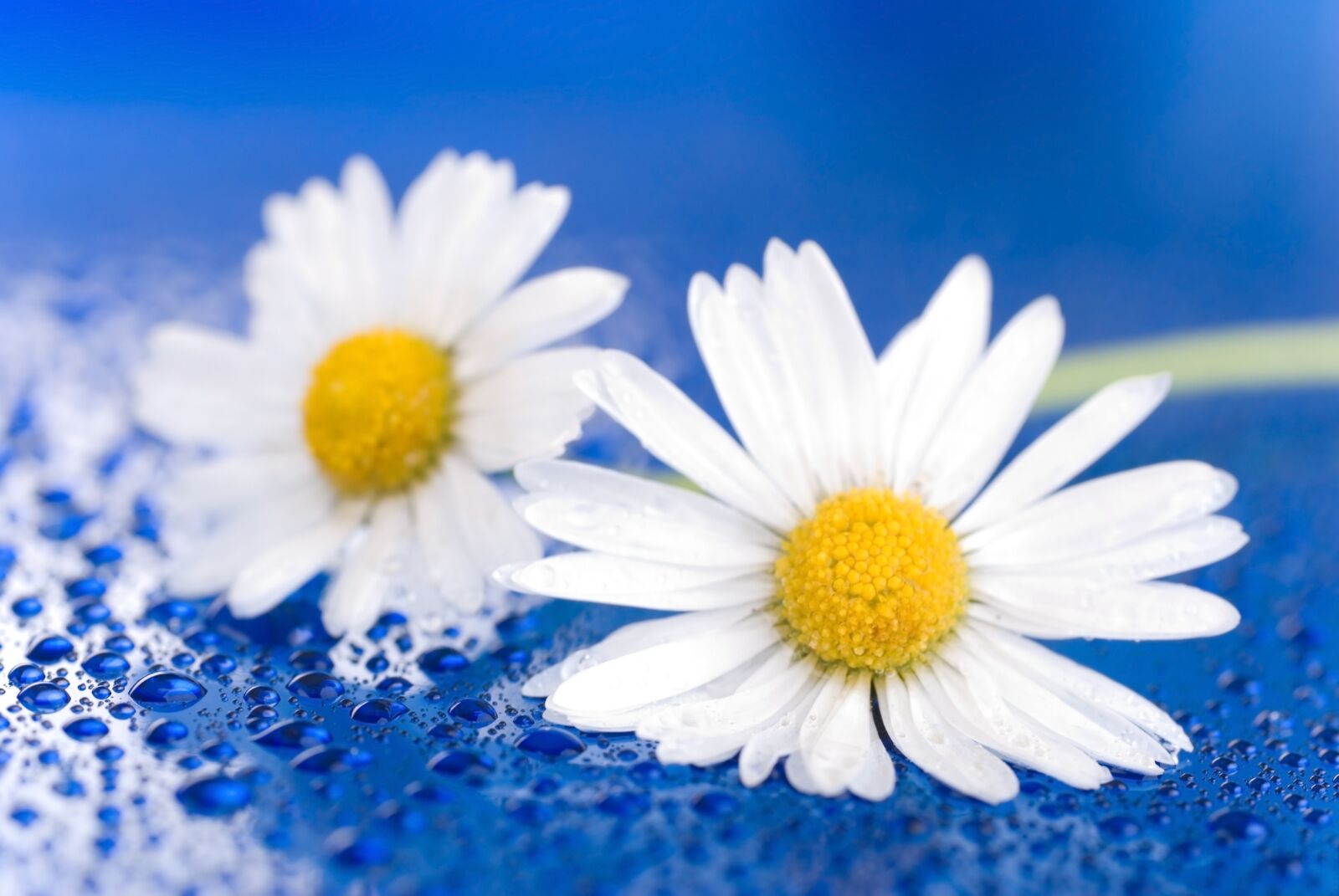 Nikon D80 sample photo. Flower, plant, yellow photography