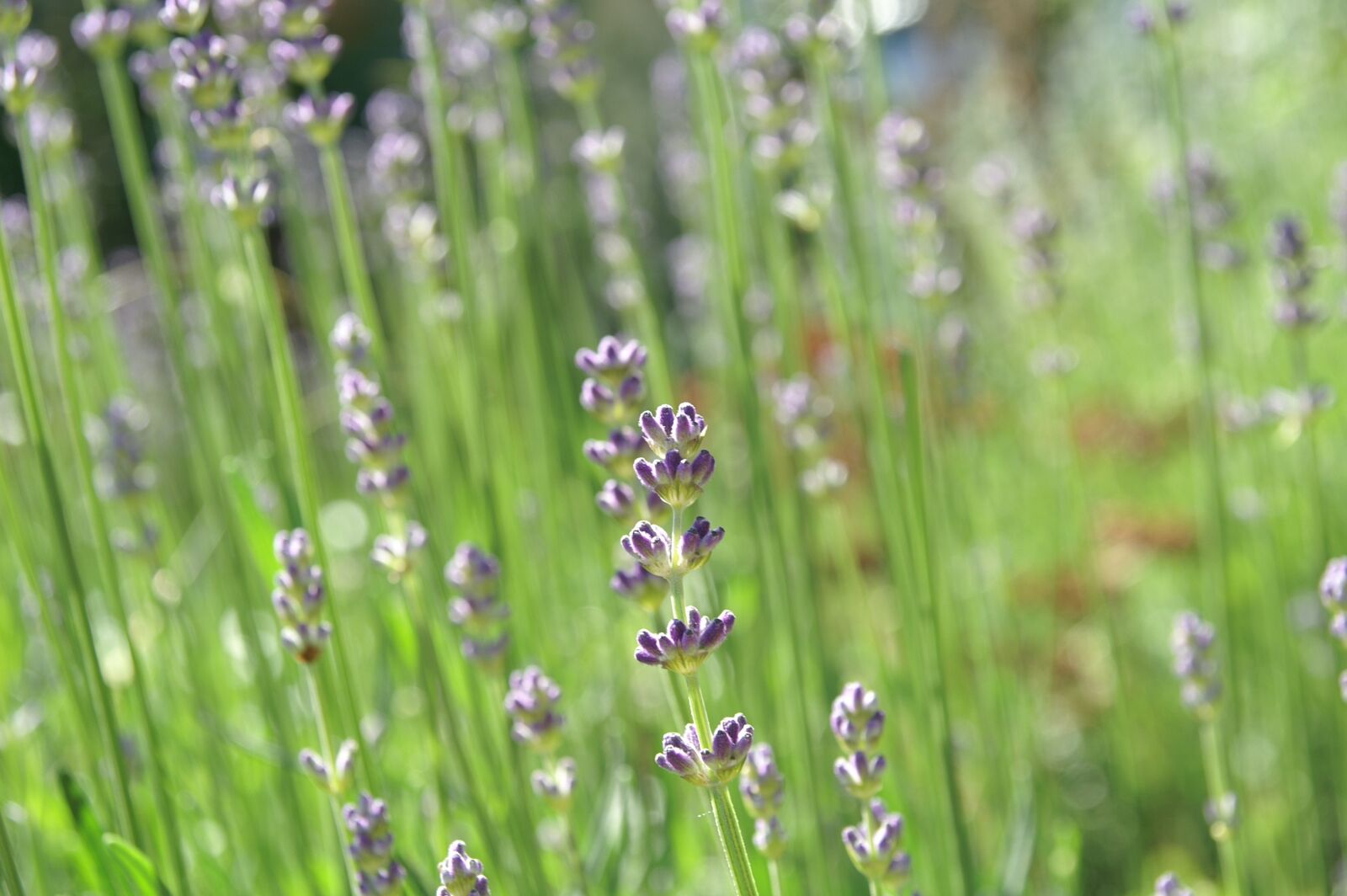 KONICA MINOLTA DYNAX 7D sample photo. Lavender, garden, herb photography