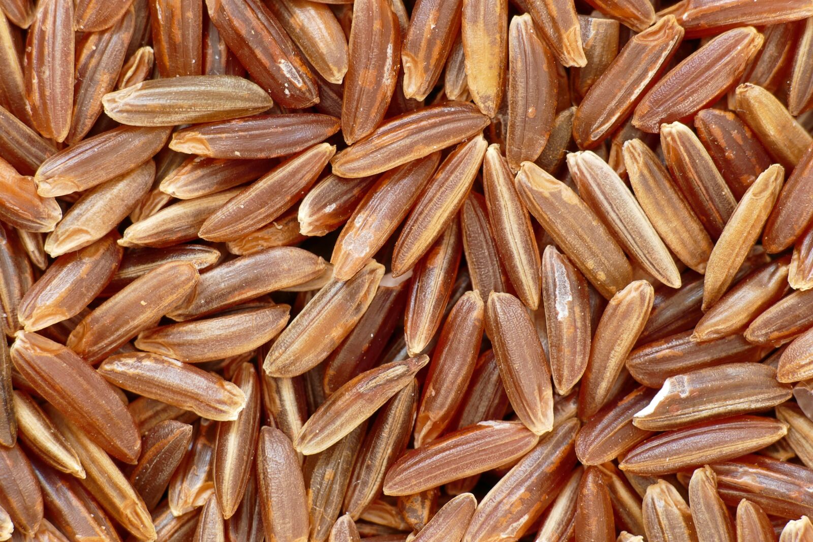 Panasonic Lumix DMC-FZ1000 sample photo. Red camargue rice, top photography