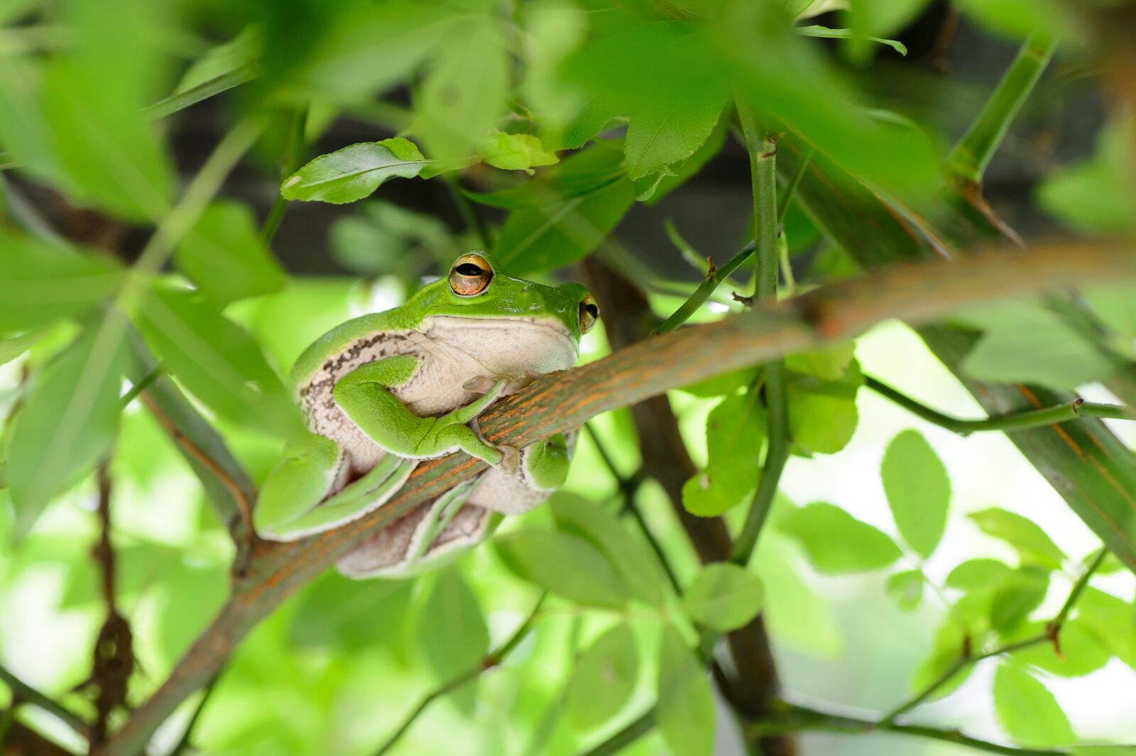 Nikon Df sample photo. Natural, in the early photography