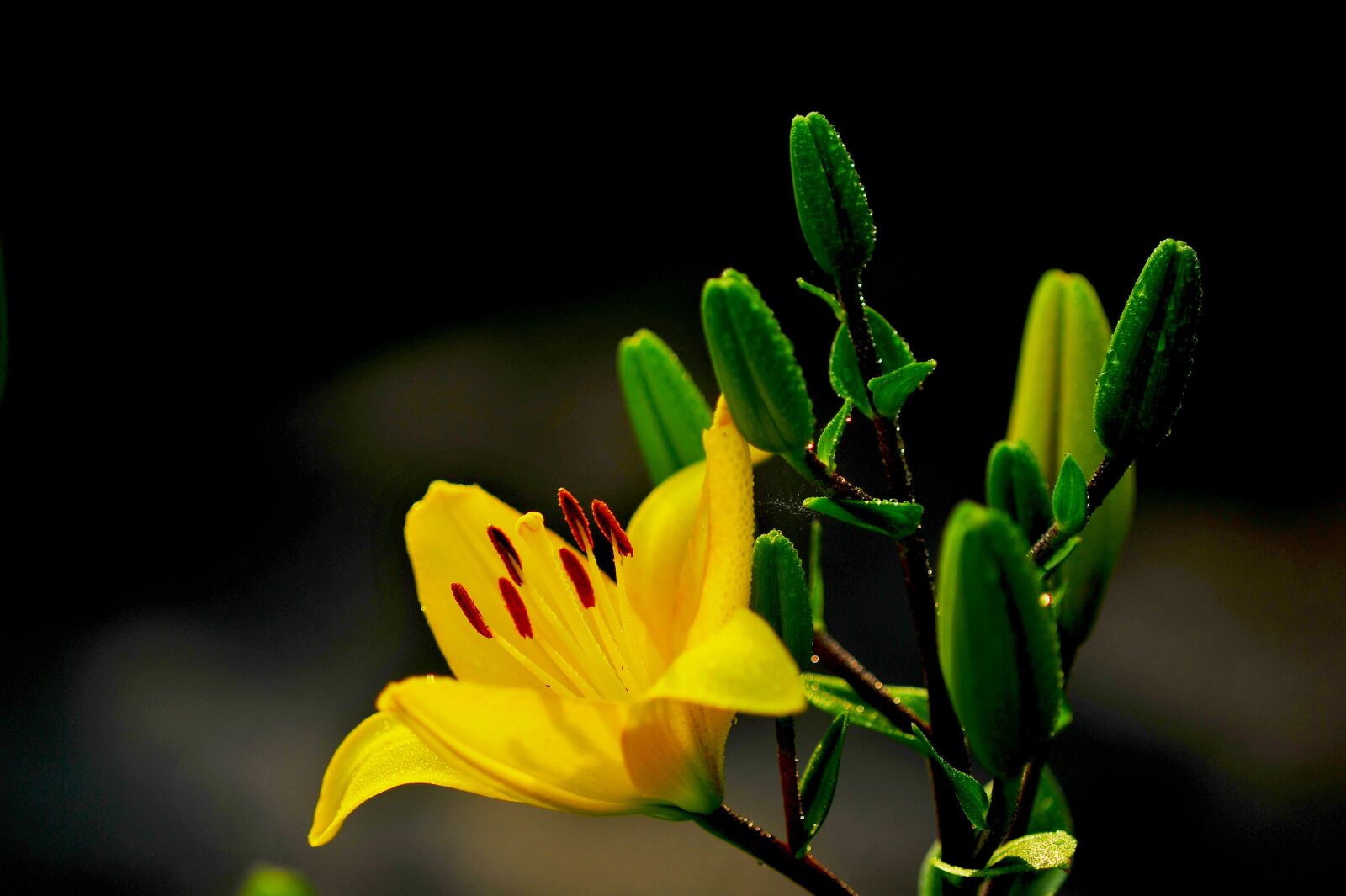 Nikon D3S sample photo. Cone and, lily, yellow photography