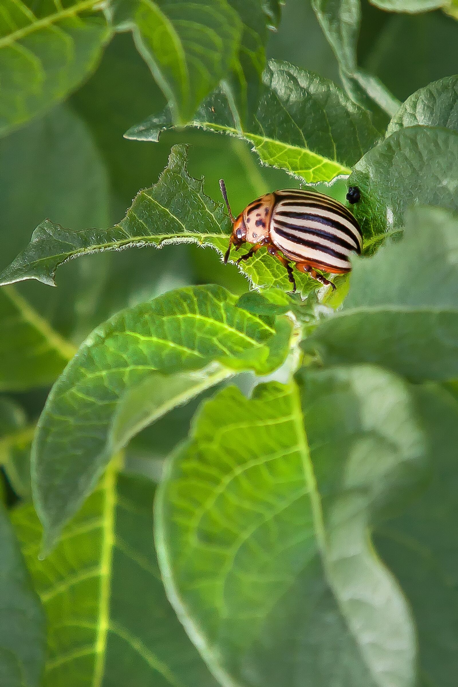 Canon EOS 50D + Canon EF 24-105mm F4L IS USM sample photo. Potato beetle, pest, insect photography
