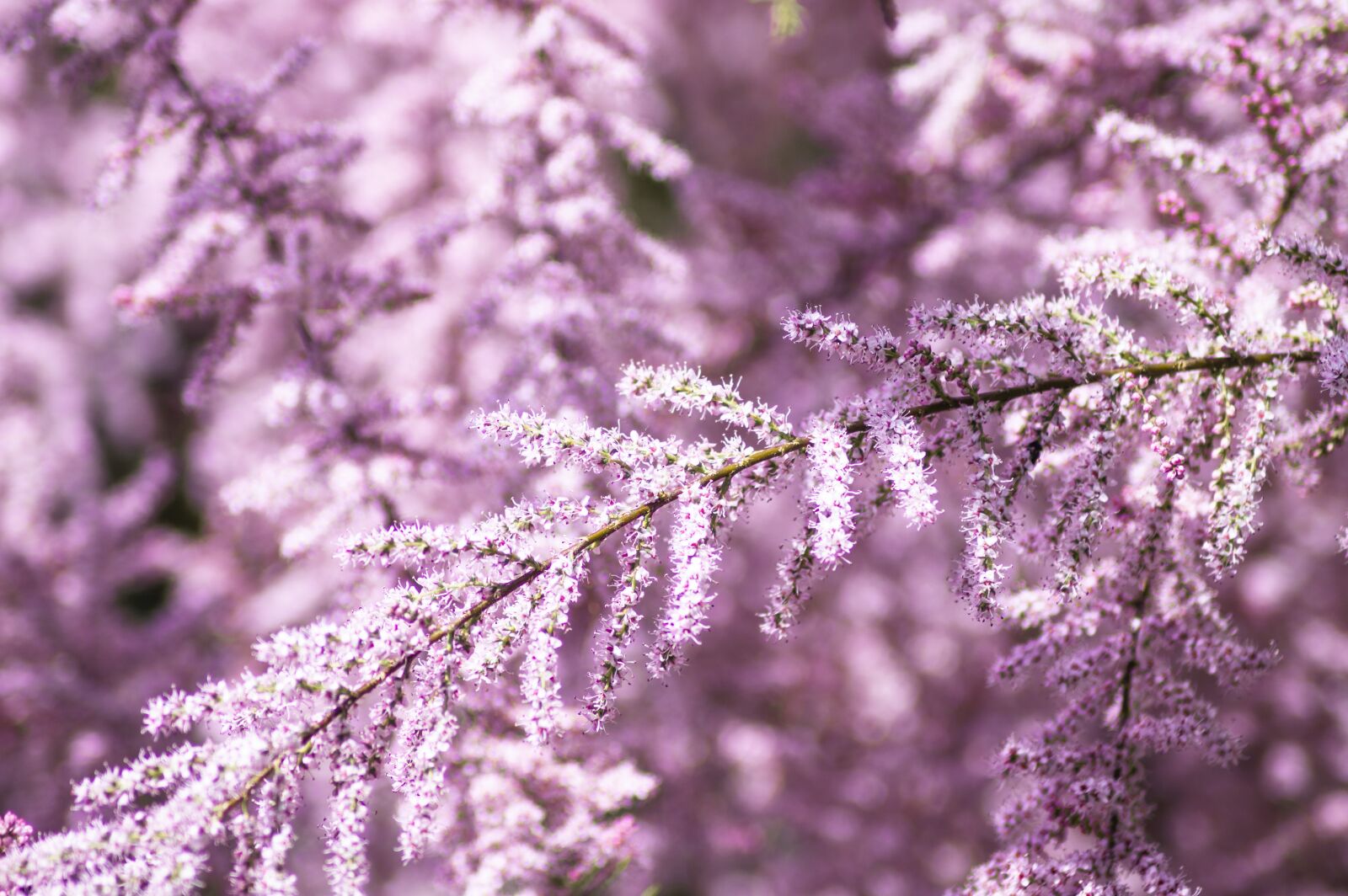 Nikon D3200 sample photo. Tamarisk, french, macro photography