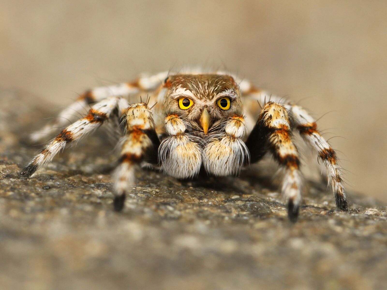 Canon EOS 550D (EOS Rebel T2i / EOS Kiss X4) sample photo. Speule, spider, jumping spider photography