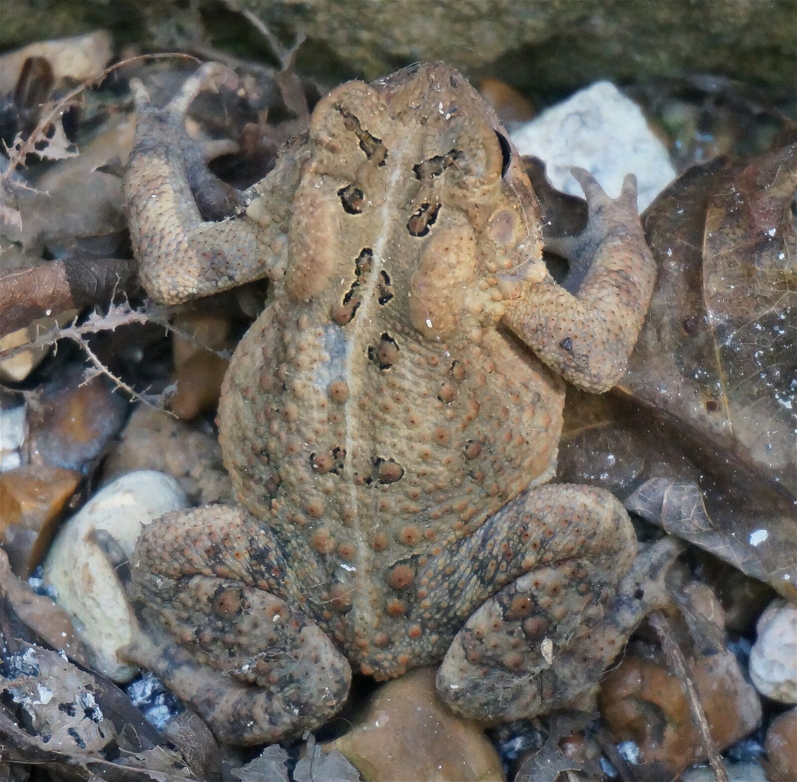 Sony Alpha NEX-5T sample photo. Common toad, toad, amphibian photography