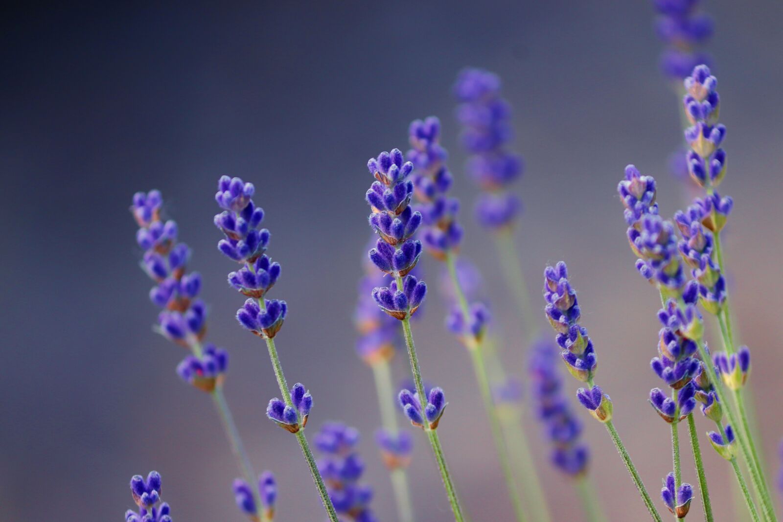 Canon EOS 200D (EOS Rebel SL2 / EOS Kiss X9) sample photo. Lavender, violet, close up photography